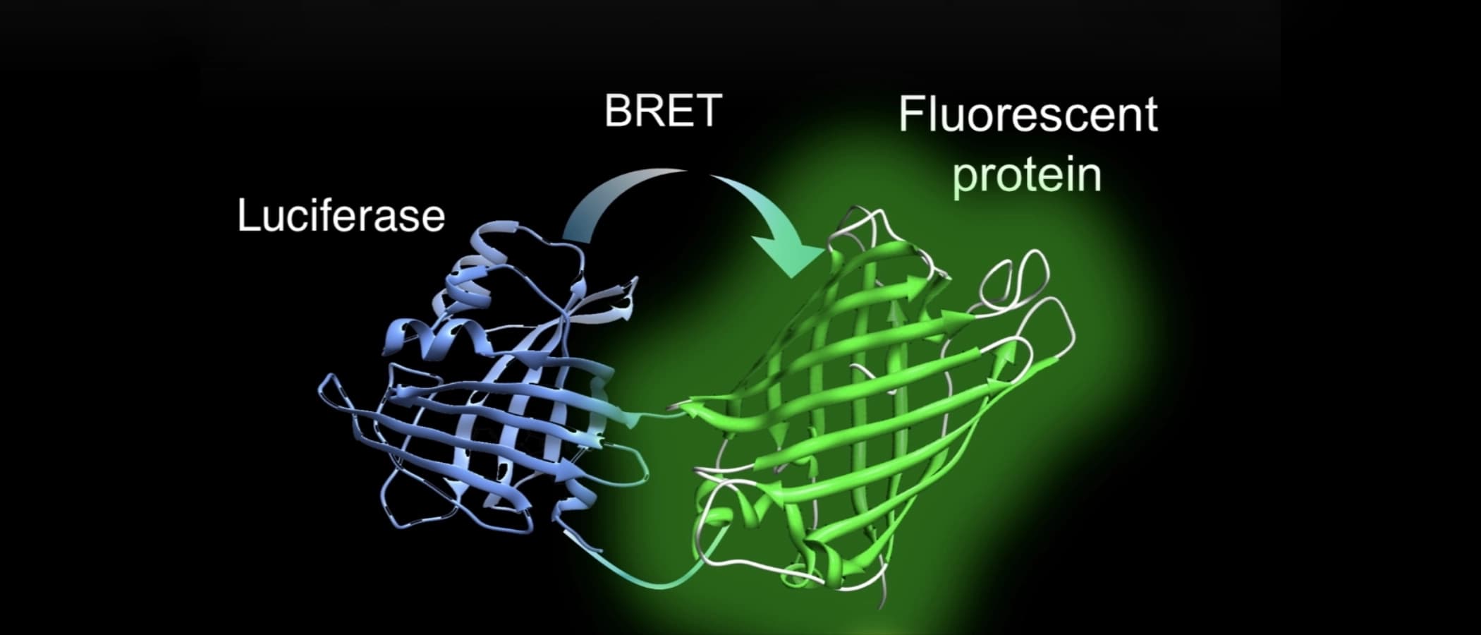 生物発光のエネルギー移動（BRET）を利用する発光タンパク質「ナノランタン」の構造