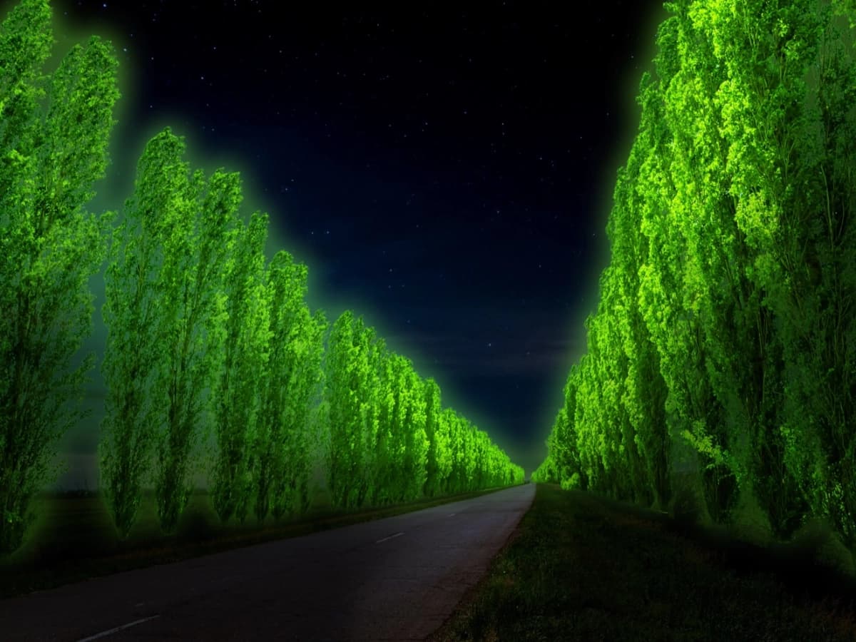 夜道の両脇で緑色に発光する並木