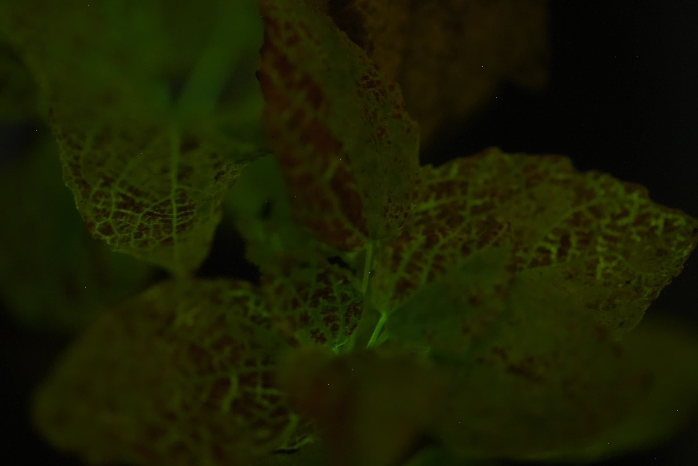 Close-up of plant leaves whose veins glow green in the dark