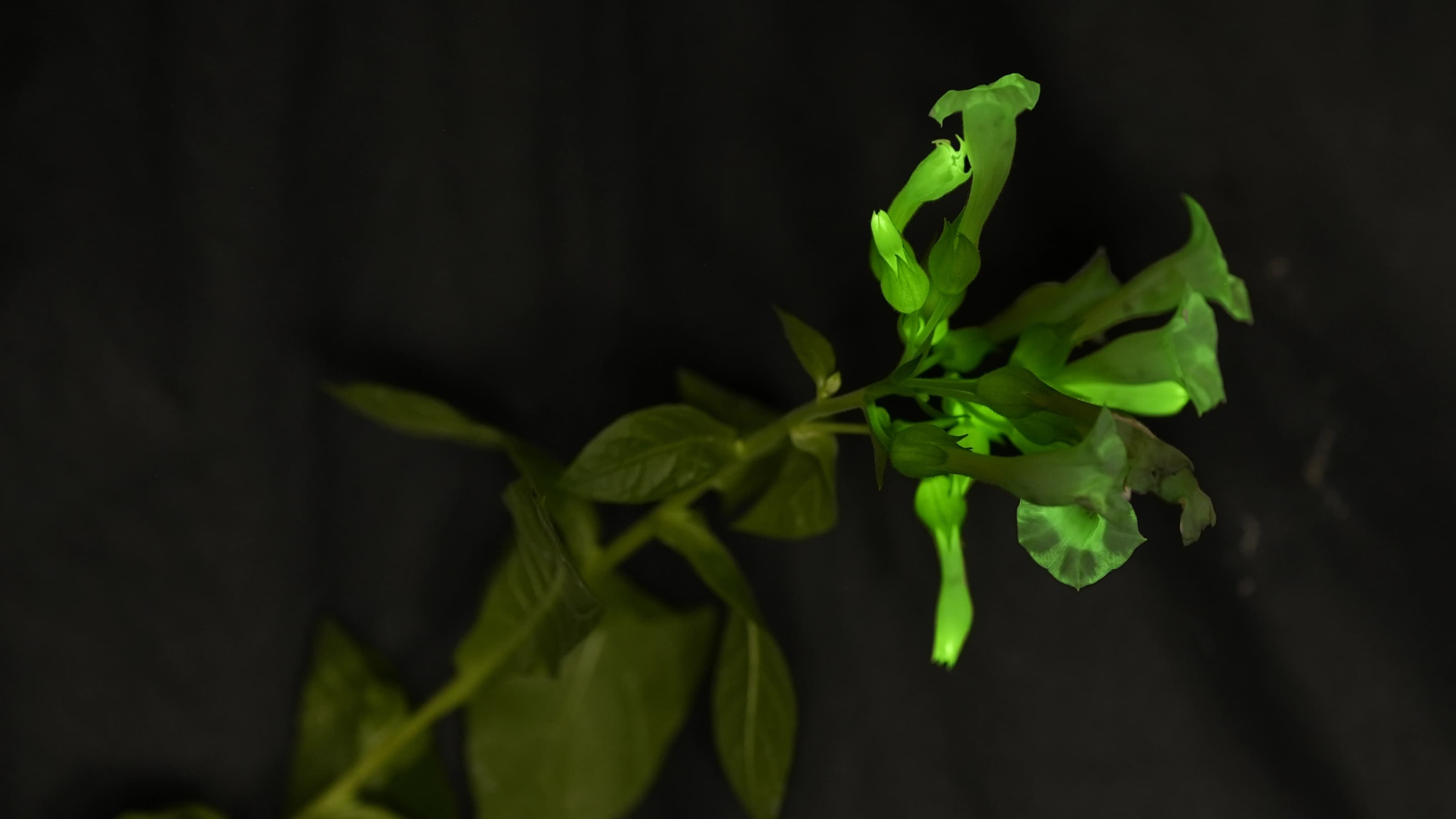 暗所で緑色に発光する、ナノランタンを導入した植物の花と葉