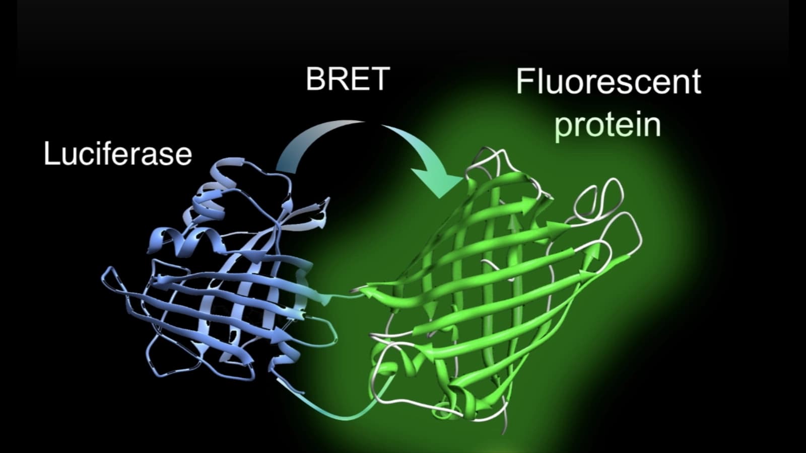生物発光のエネルギー移動(BRET)を利用する発光タンパク質「ナノランタン」の構造